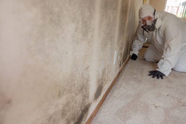 Best Mold Damage Restoration  in Colorado City, AZ